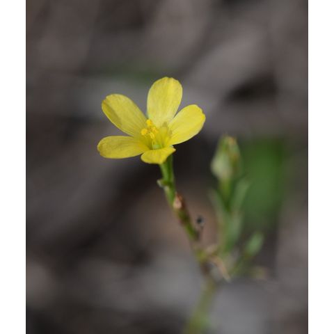 Linum rigidum