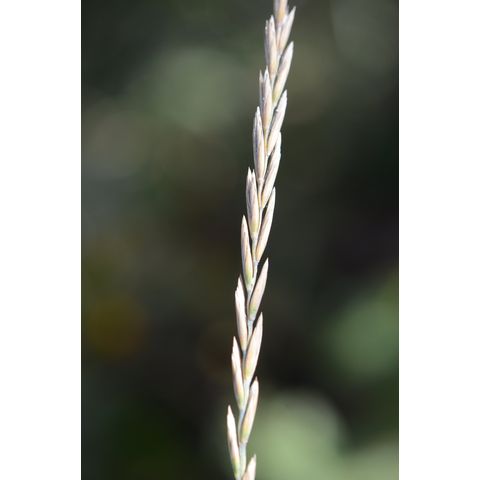 Lolium perenne