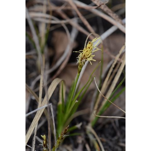 Carex inops