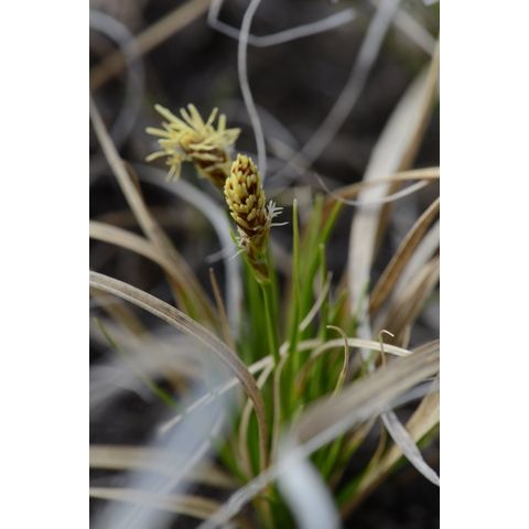 Carex inops