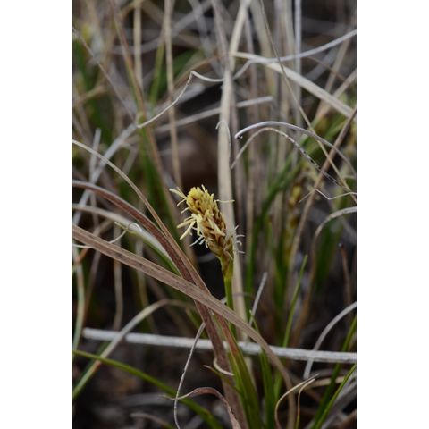 Carex inops