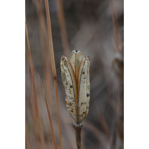 Lilium philadelphicum