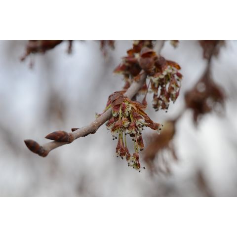 Ulmus americana