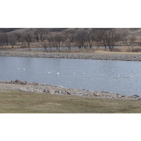 Pelecanus erythrorhynchos