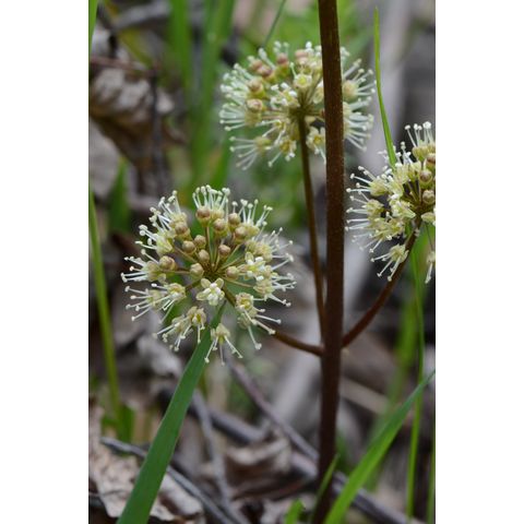 Aralia nudicaulis