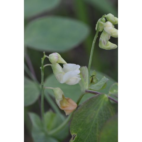 Lathyrus ochroleucus
