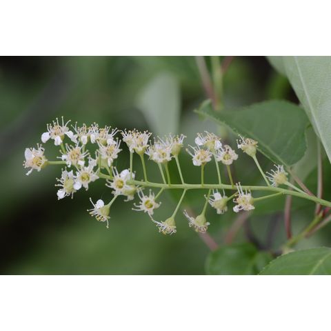 Prunus virginiana