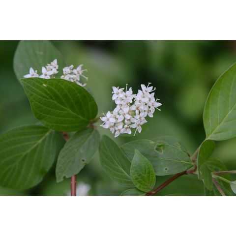 Cornus sericea