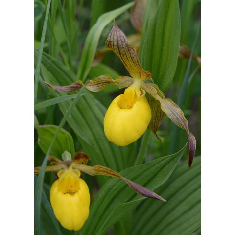 Cypripedium parviflorum