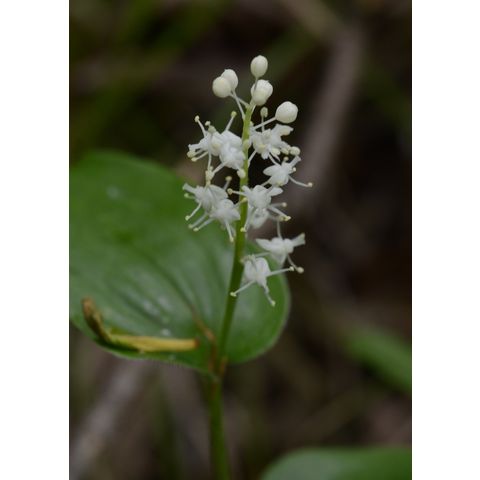 Maianthemum canadense