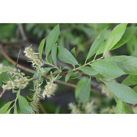 Salix eriocephala