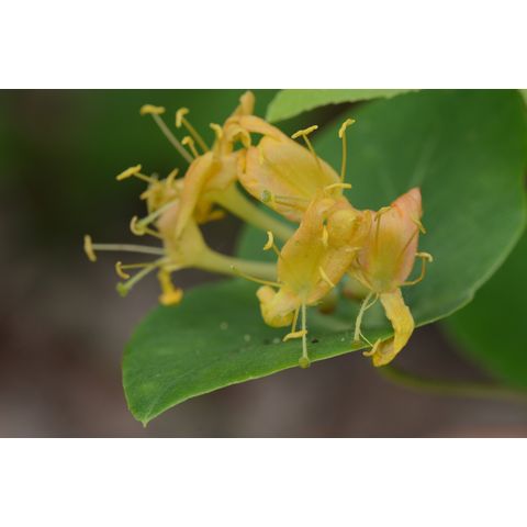 Lonicera dioica