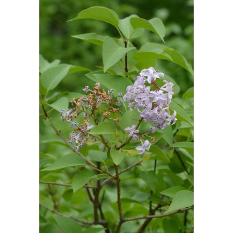 Syringa vulgaris