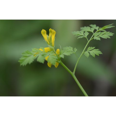 Corydalis aurea