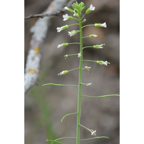 Arabis hirsuta