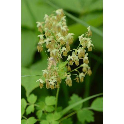 Thalictrum dioicum