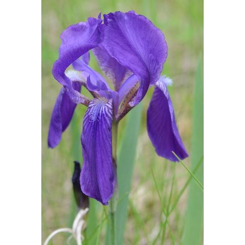 Iris germanica