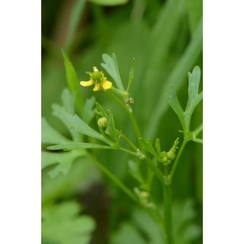 Ranunculus glaberrimus