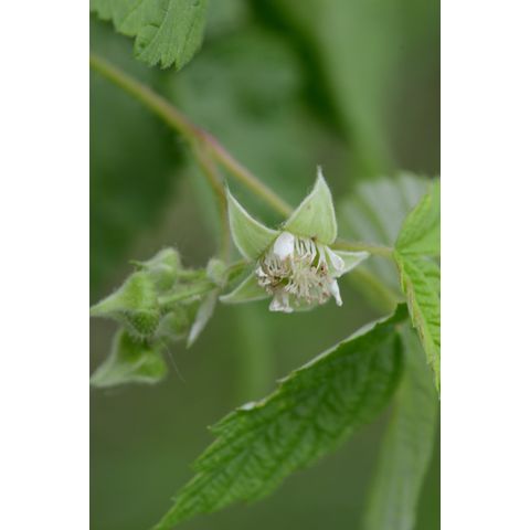 Rubus idaeus