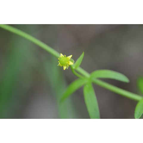 Ranunculus abortivus