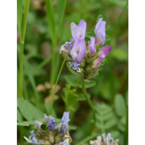 Astragalus agrestis