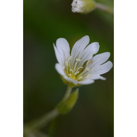 Cerastium arvense