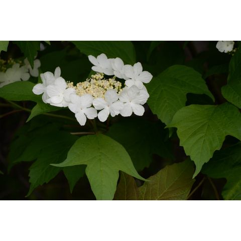 Viburnum opulus