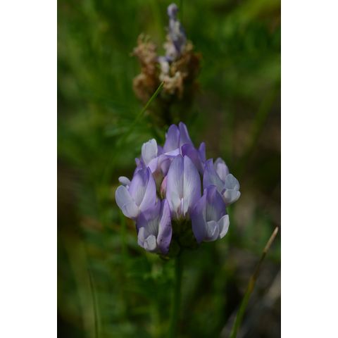 Astragalus agrestis