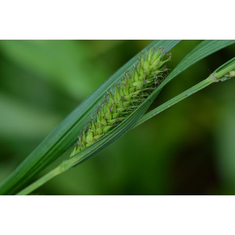 Carex atherodes