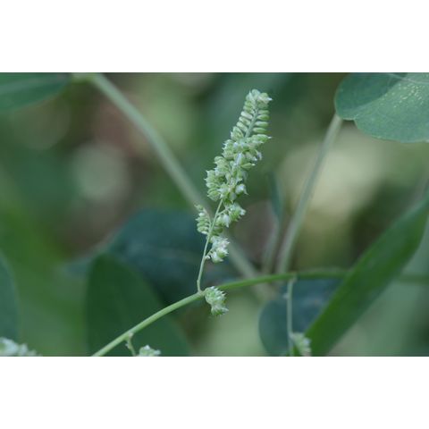 Beckmannia syzigachne