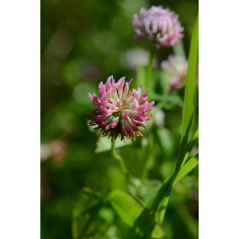 Trifolium hybridum