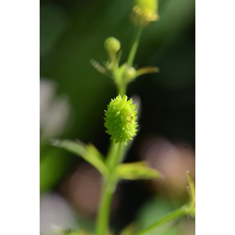 Ranunculus pensylvanicus