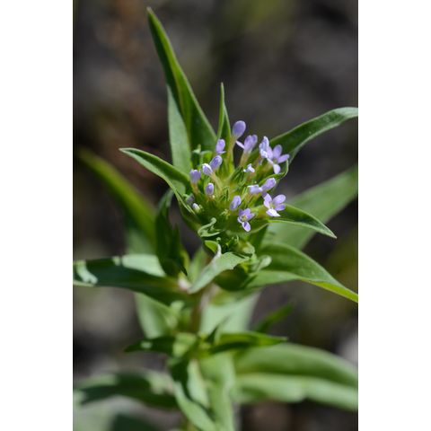 Collomia linearis