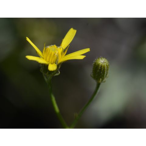 Crepis tectorum