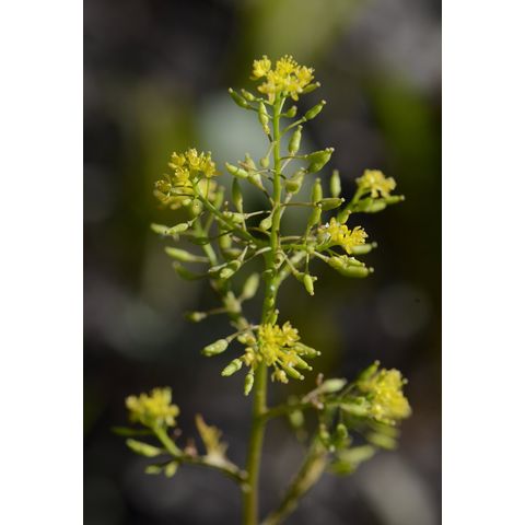 Rorippa palustris