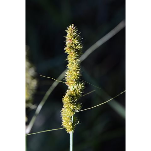 Carex sartwellii
