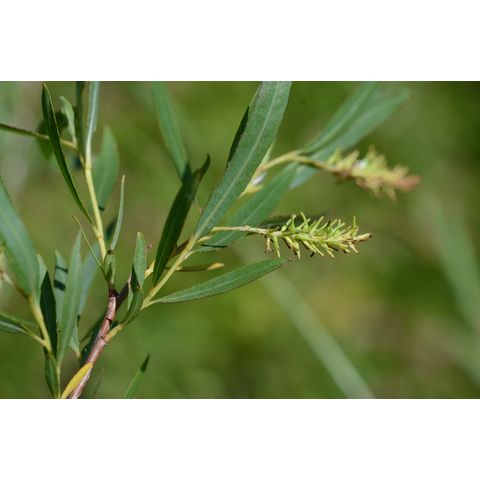 Salix exigua