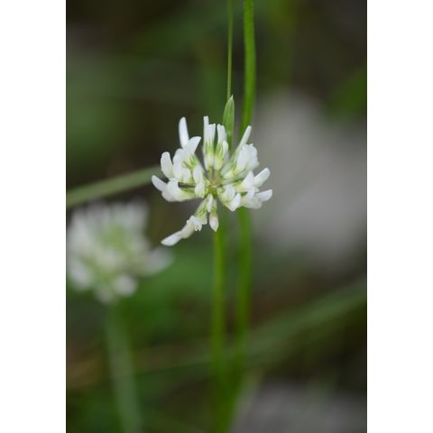 Trifolium repens