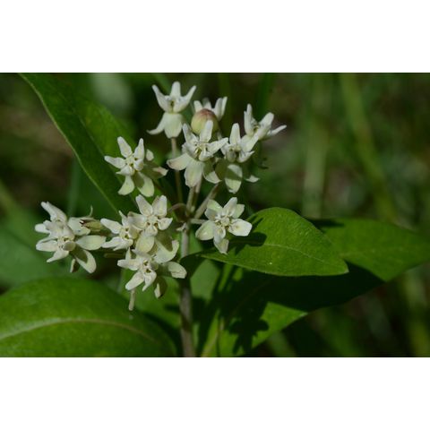 Asclepias ovalifolia