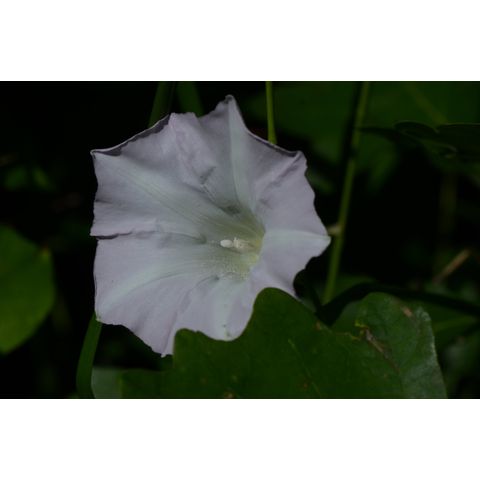 Calystegia sepium