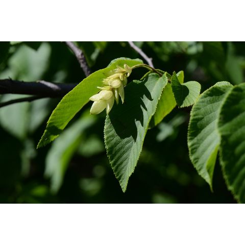 Ostrya virginiana