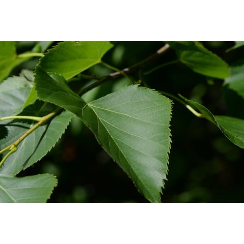 Tilia americana