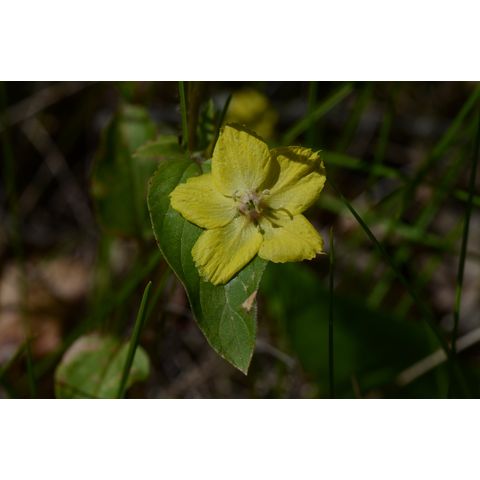 Lysimachia hybrida