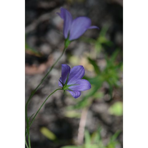 Campanula rotundifolia
