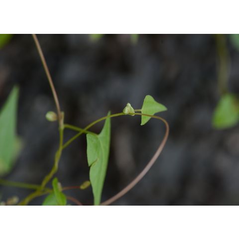 Polygonum convolvulus
