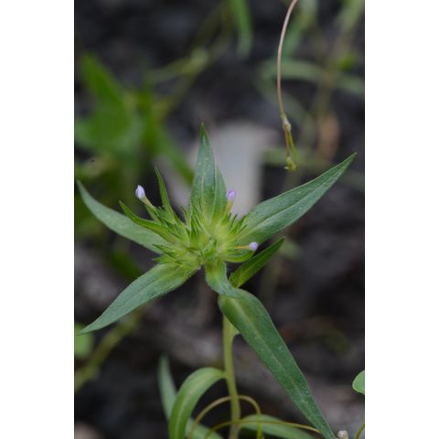 Collomia linearis