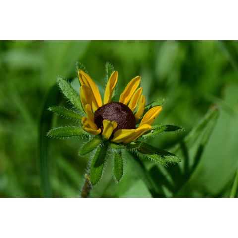 Rudbeckia hirta