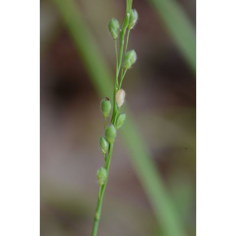 Dichanthelium leibergii