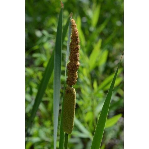 Typha angustifolia