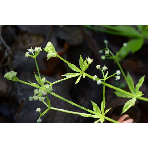 Galium triflorum